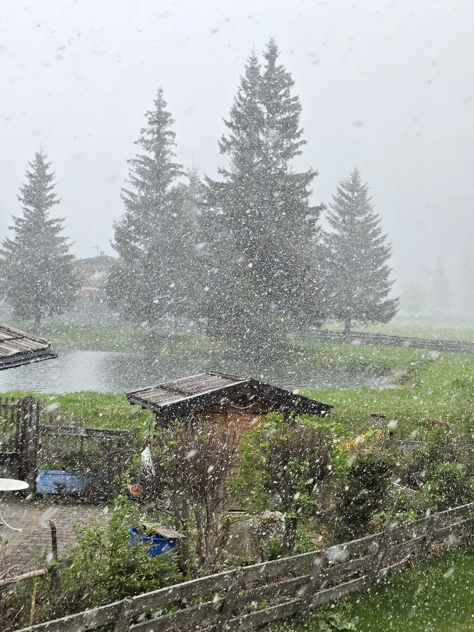 Schneefall in Mallnitz am 12. Mai 2026 – frischer Neuschnee auf der grünen Vegetation