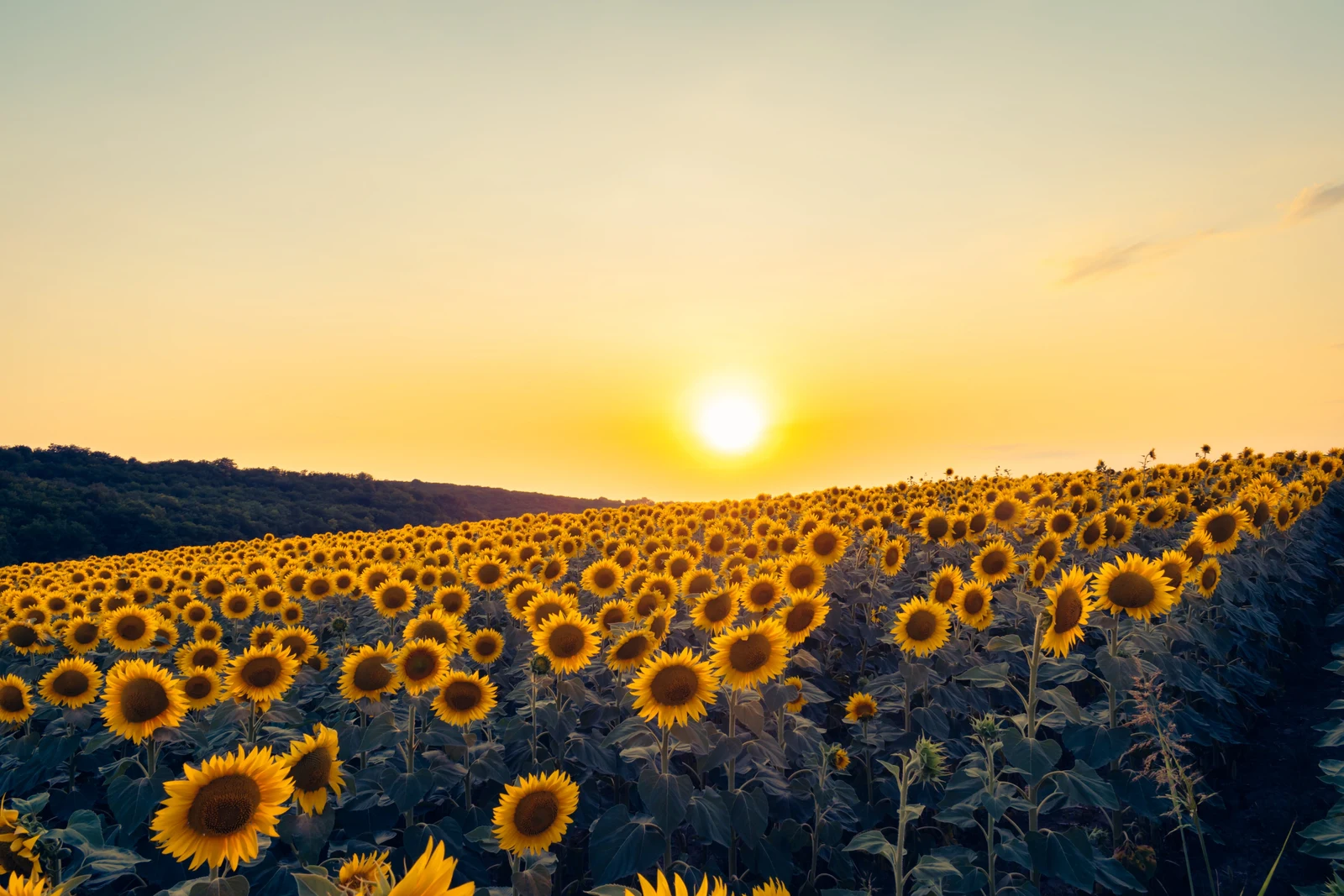 Sonnenblumen unter strahlend blauem Sommerhimmel als Symbolbild für die anstehende Hitzewelle.