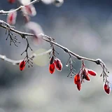 Eisige Nacht auf Donnerstag, am Freitag Schneeschauer möglich