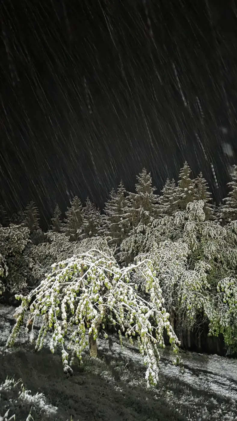 Dichtes Schneetreiben über schneebedeckten Fichten und einem belaubten Strauch in Dreifaltigkeit (Gemeinde Frauenstein), in der Nacht auf Freitag, 15. Mai 2026.