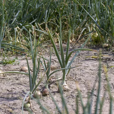 Trockenheit in Kärnten: Italientief brachte kaum Regen, erste Gemeinden rufen zum Wassersparen auf