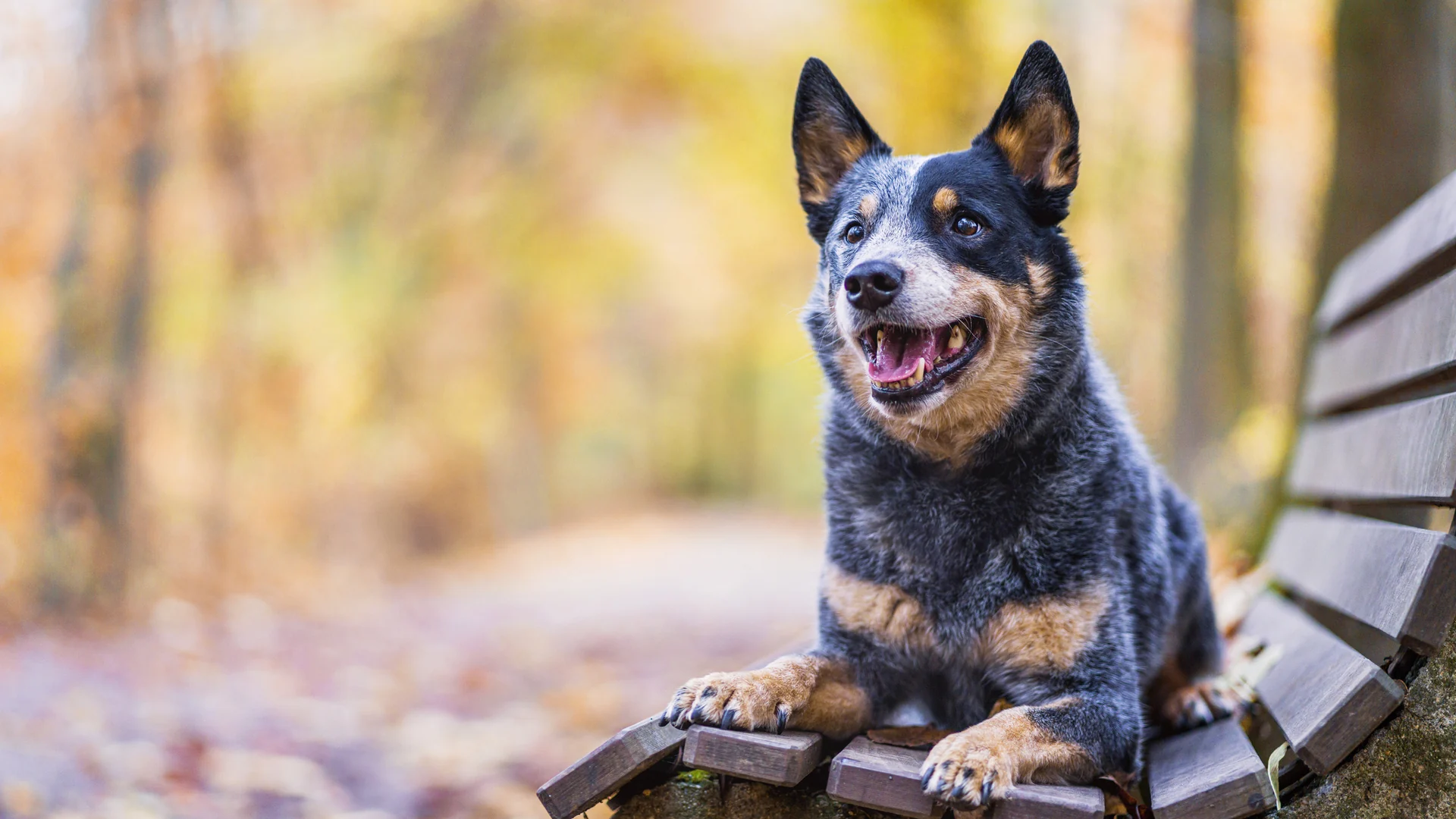 Ein Hund liegt auf einer Holzbank an einem Waldweg, im Hintergrund leuchtet das Laub der Bäume gelb und orange, am Boden liegen trockene Blätter.