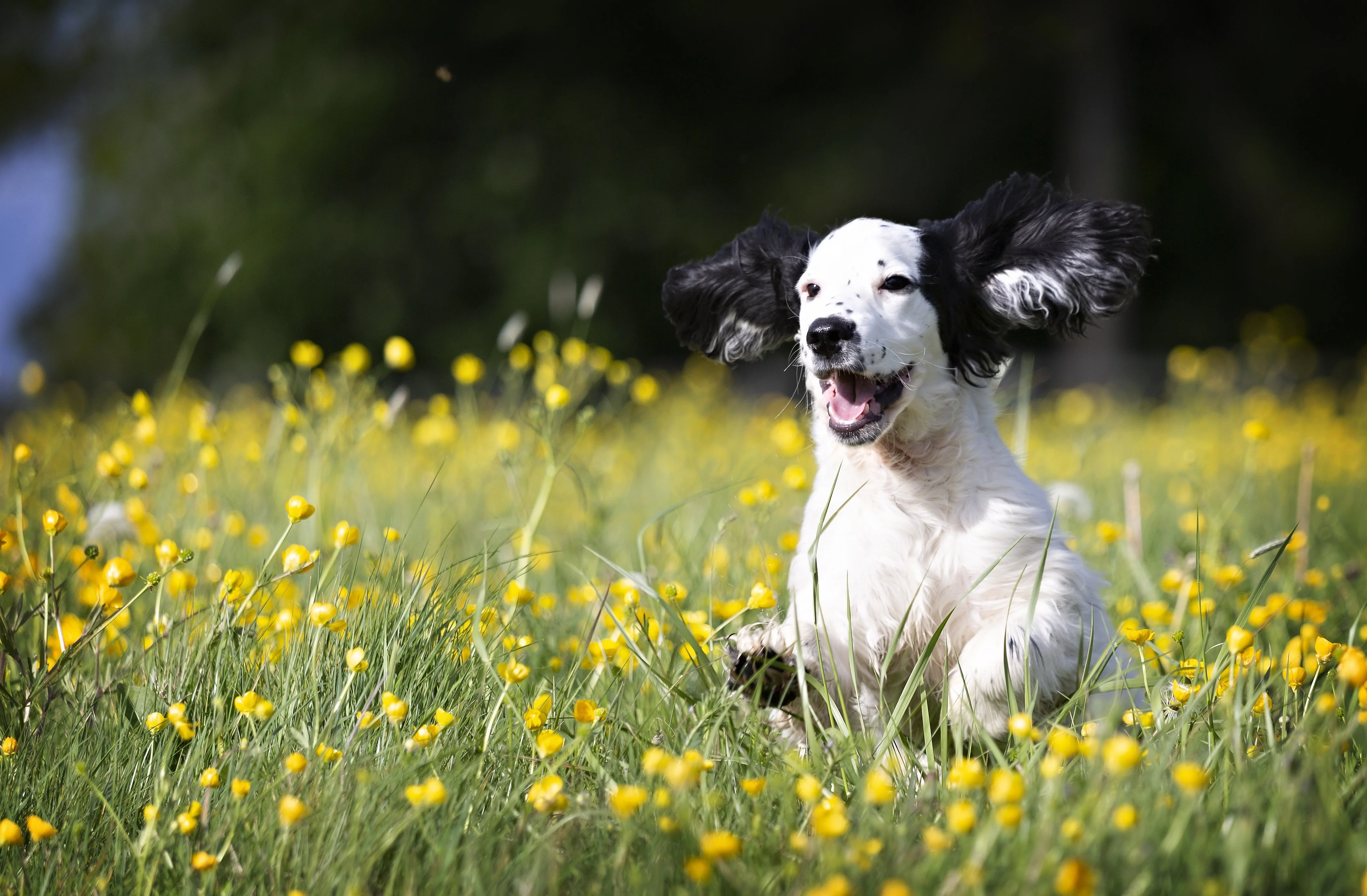 Frühlingswiese mit Hund: Ostern bringt bis zu 25 Grad nach Kärnten und Osttirol