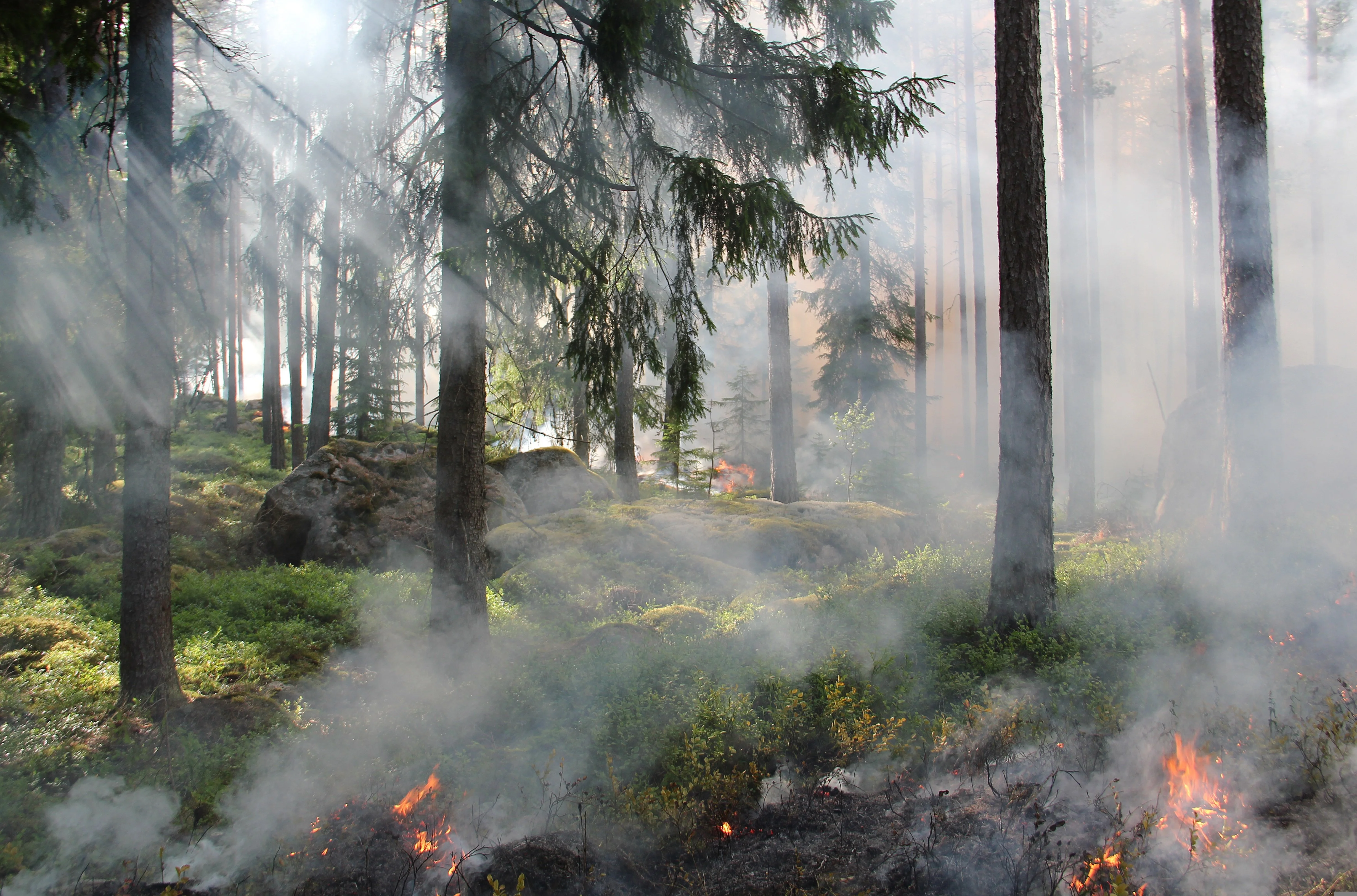 Die anhaltende Trockenheit sorgt in Kärnten und Osttirol für erhöhte Waldbrandgefahr