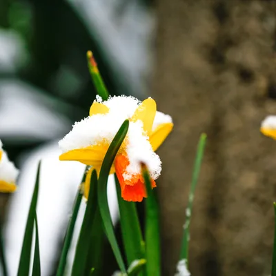 Wechselhaftes Wochenende, dann wieder bis zu 16 Grad – zur Wochenmitte unterbricht eine Kaltfront den Frühling