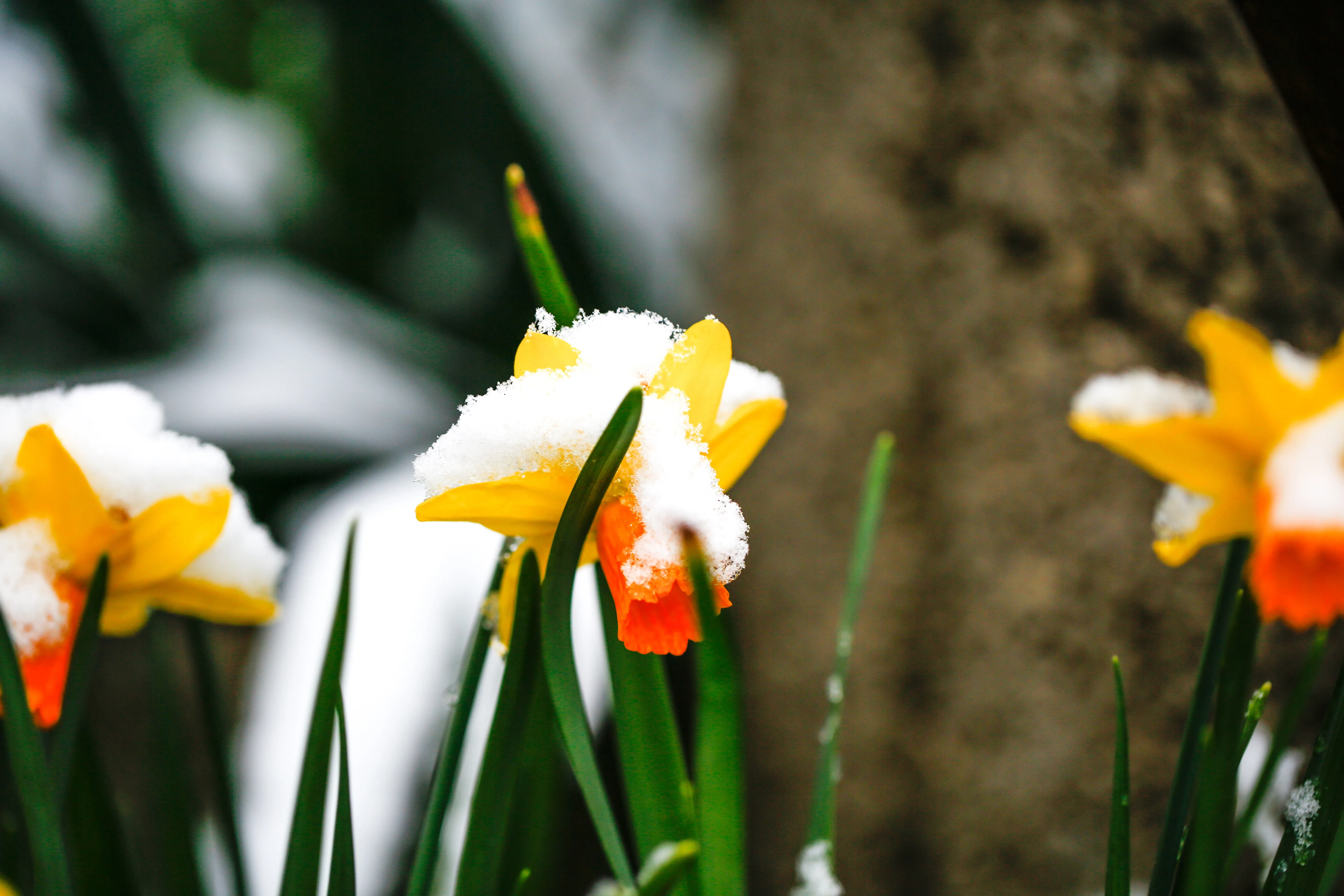 Frühlingsblumen im Schnee – wechselhaftes Märzwetter in Kärnten und Osttirol