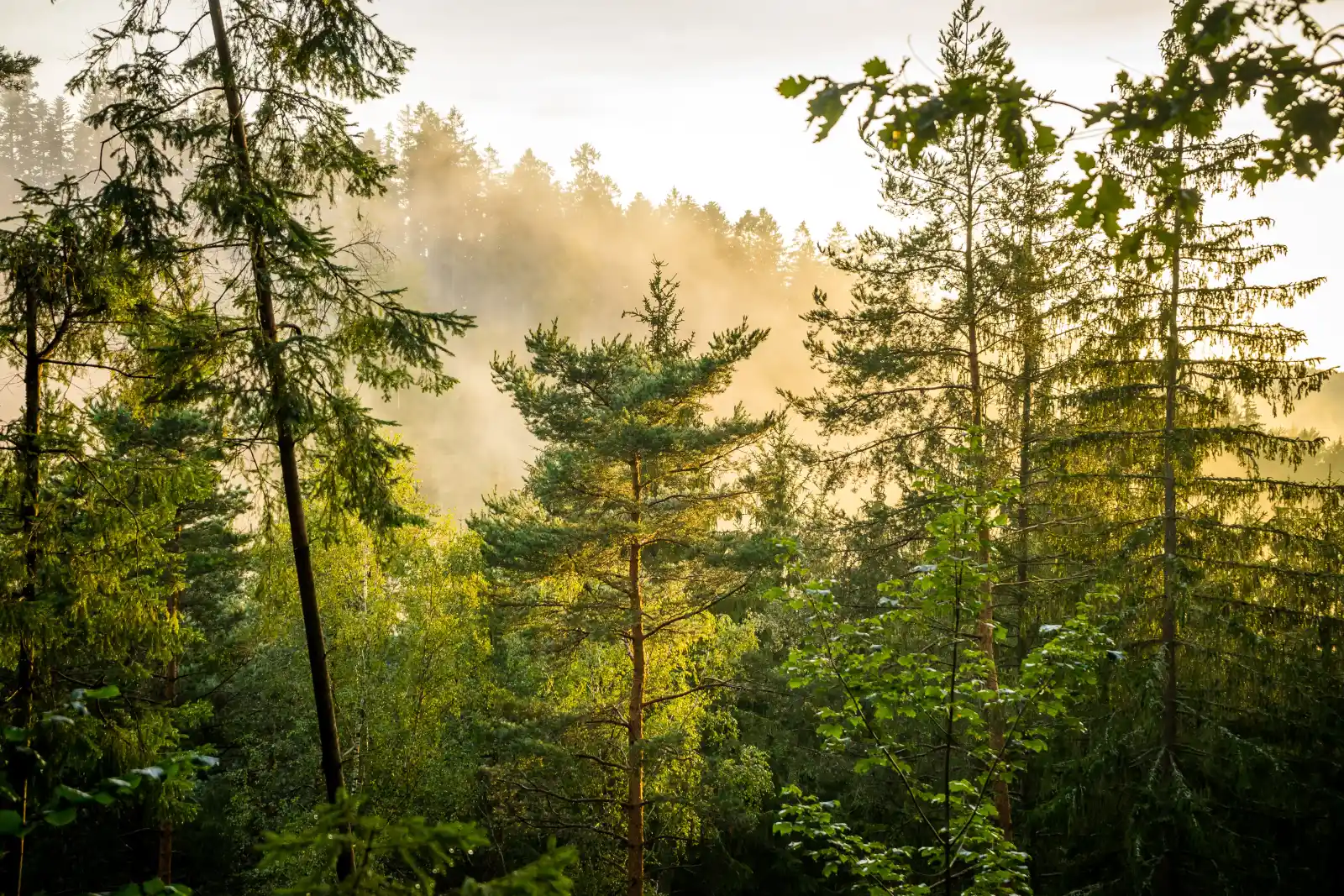 Fichtenwald im Gegenlicht – Symbol für die Zukunft der Baumarten im Mölltal unter dem Klimawandel.
